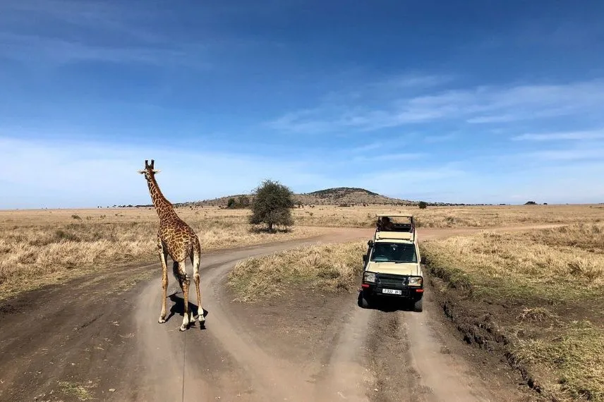 Safari Experience in Tanzania