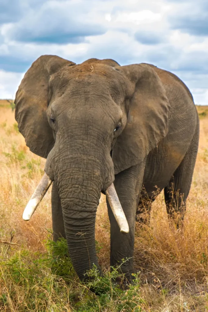 Safari Experience tour Serengeti