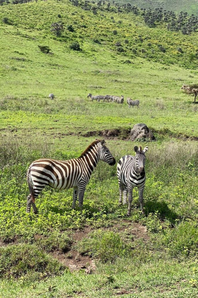 Safari Packages Tanzania