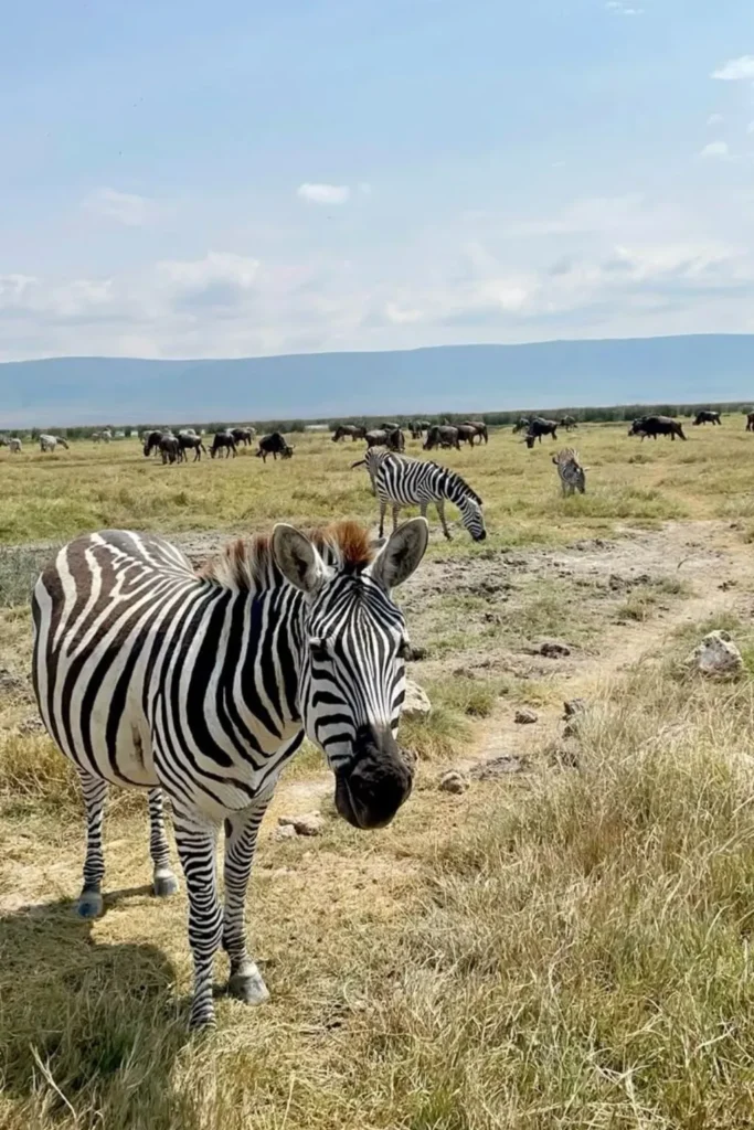 Safari Tours in Tanzania