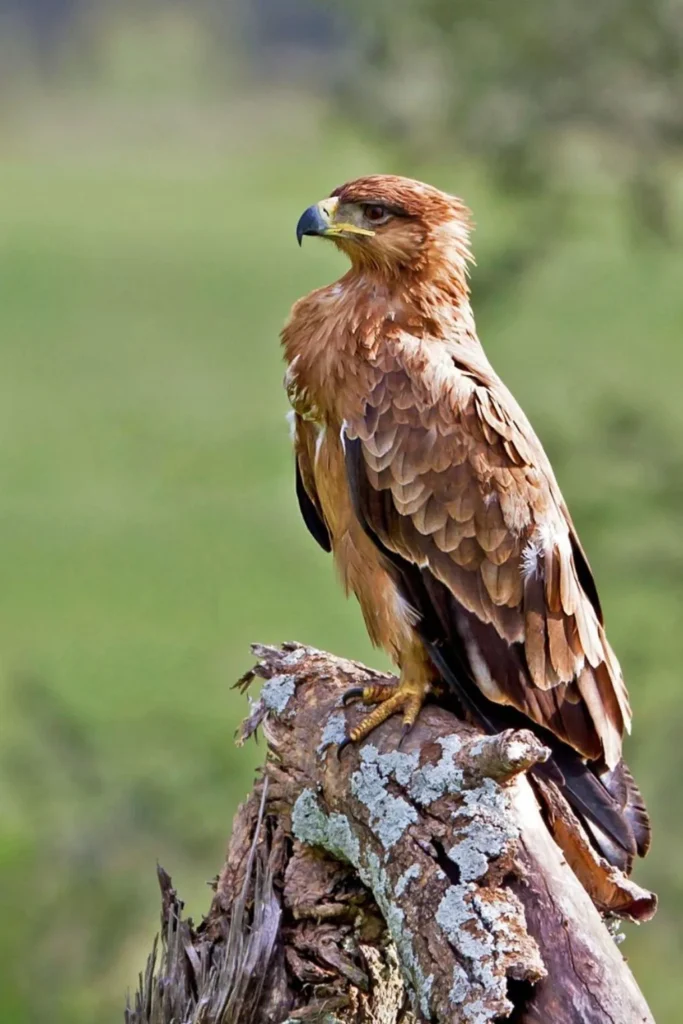 Safari in Lake manyara