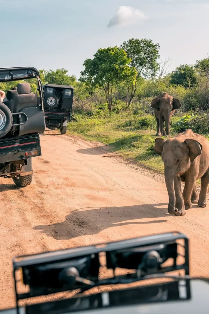 Safari in Tanzania