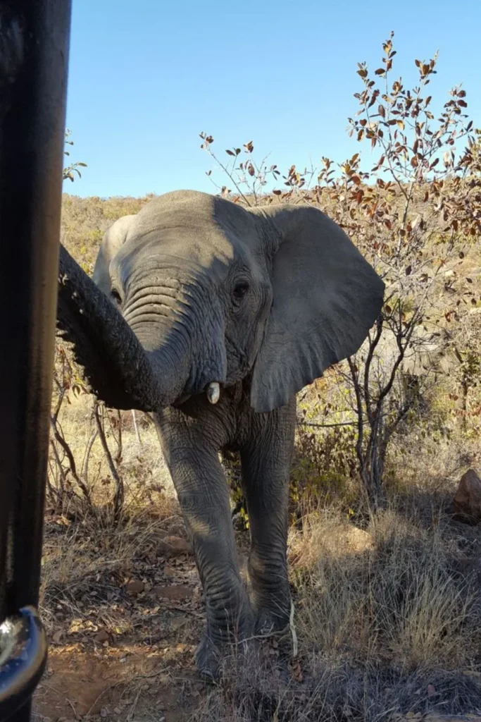 Safari tours in tanzania