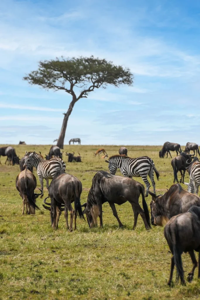 Serengeti Great Migration