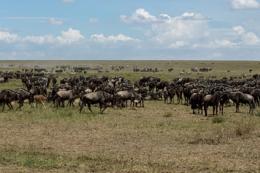Serengeti Migration Safari Tour Tanzania