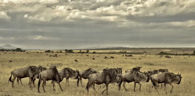How to Plan a Serengeti Migration Safari Without Guesswork