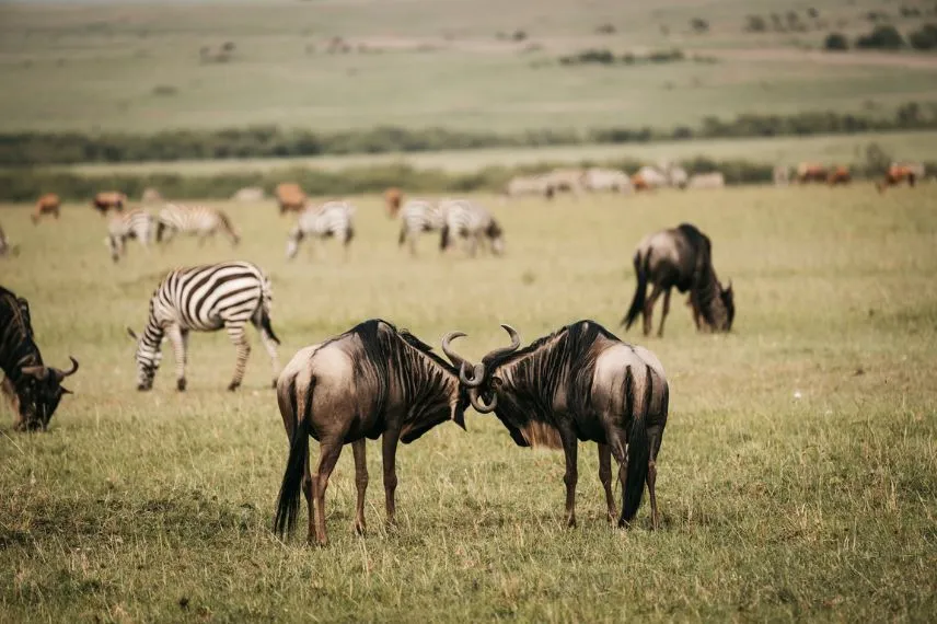 Serengeti Migrations