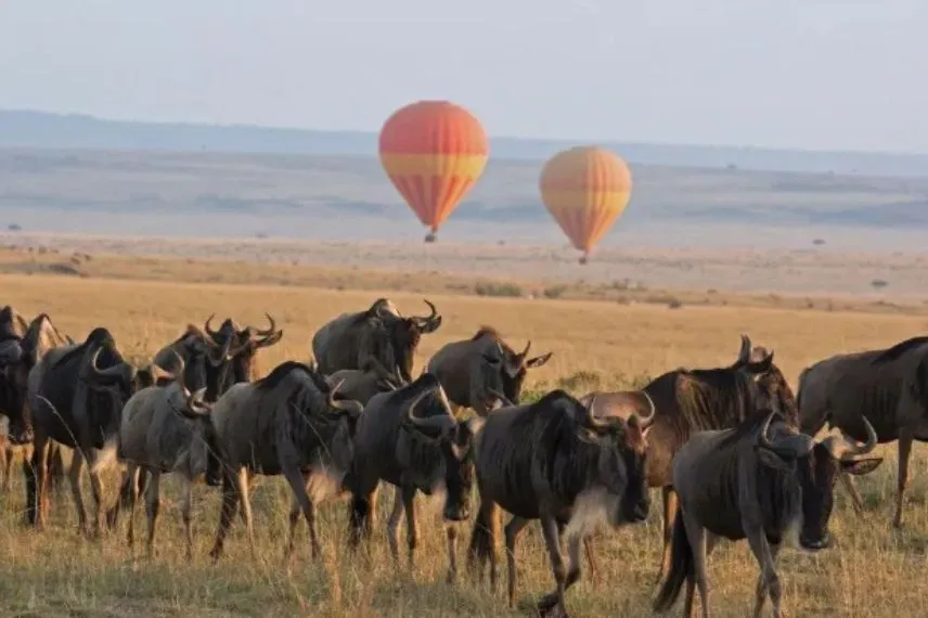 Serengeti Safari