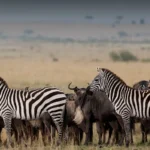 Serengeti or Masai Mara? Which is Right for Your 2026 Safari?