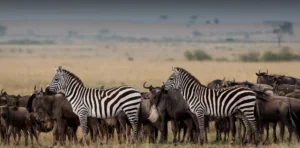 Serengeti Safari