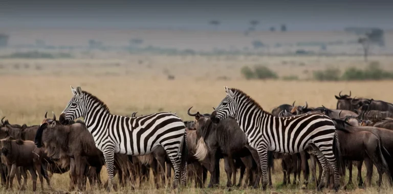 Serengeti or Masai Mara? Which is Right for Your 2026 Safari?
