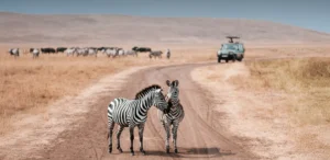 Serengeti Safari
