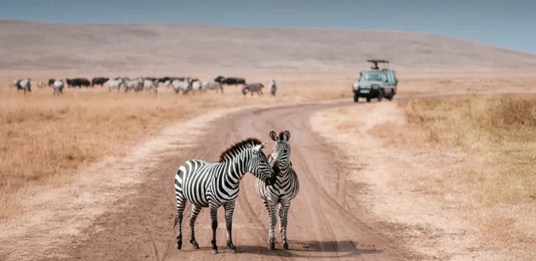Serengeti or Ngorongoro – The Ultimate Safari Showdown