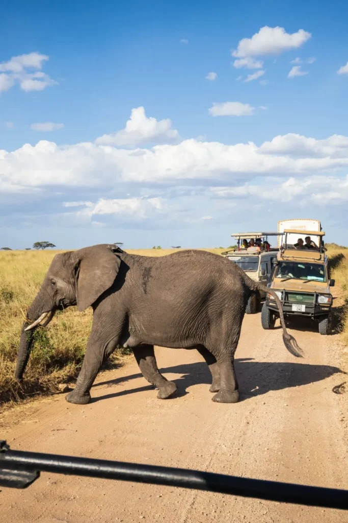 Serengeti Safari Experience