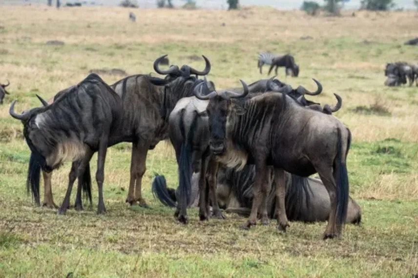 Serengeti Safari