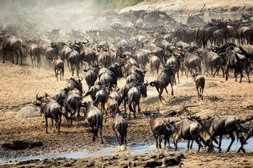 Serengeti Wildebeest Migration