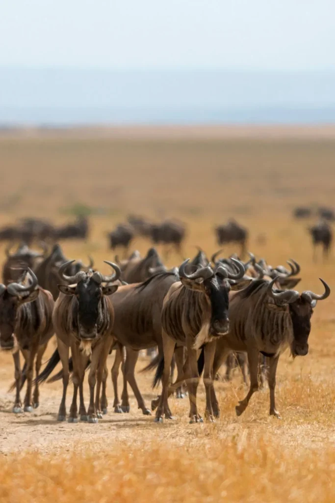 Wildebeest in Tanzania