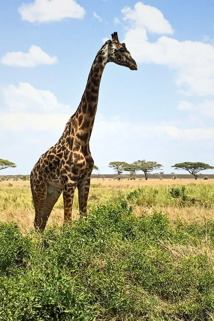 Tanzania Budget Safari