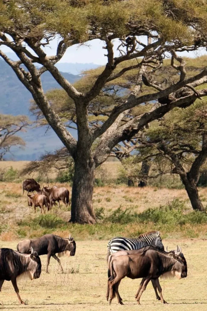 Tanzania Wildebeest Migration