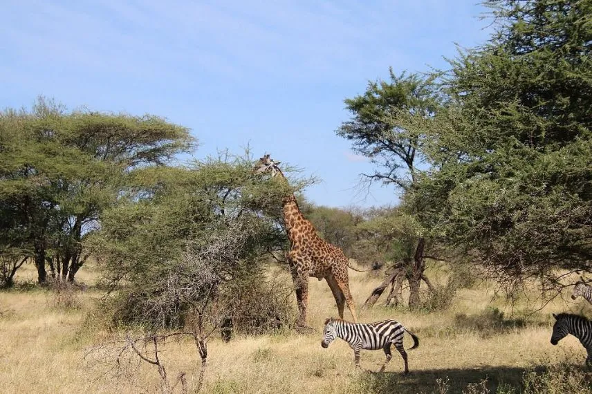 Tanzania Classic Safari