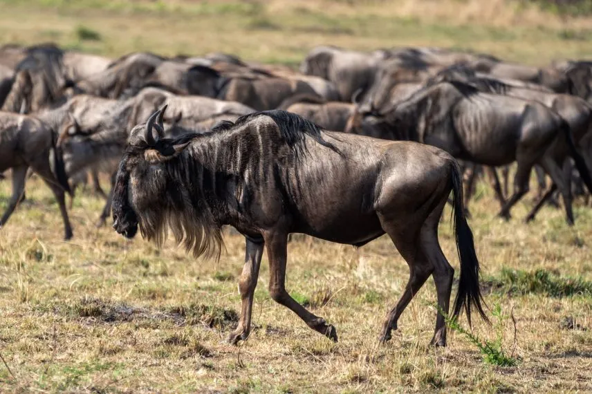 Tanzania Great Migration Safari
