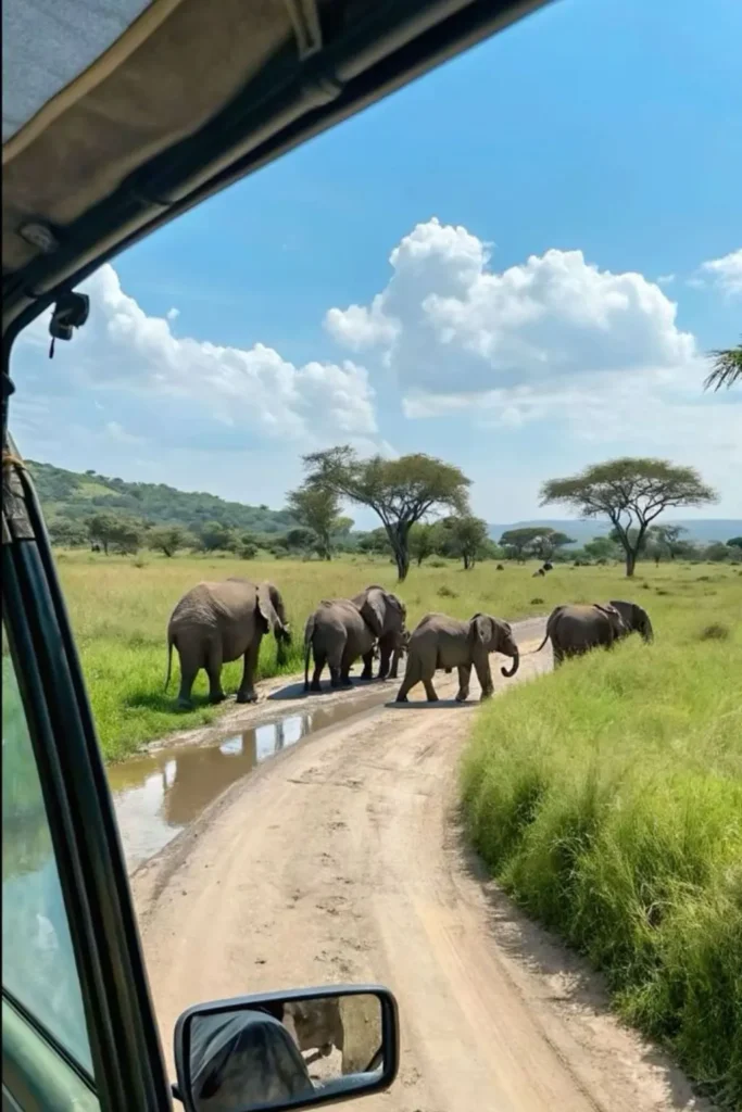 Tanzania National Park