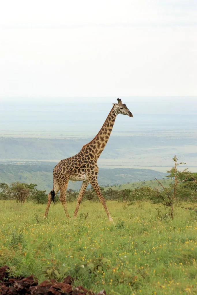Tanzania Safari