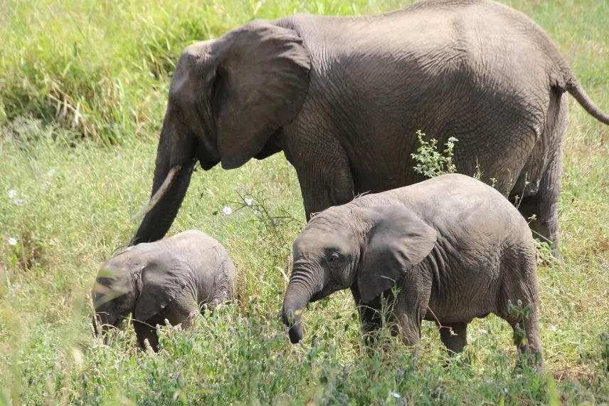 Tanzania Safari
