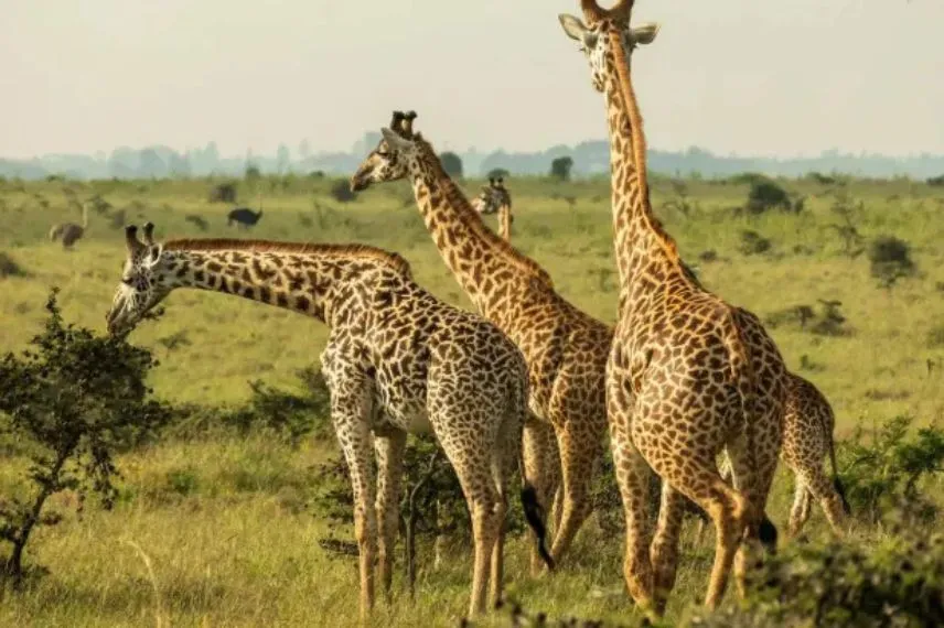 Tanzania Safari Circuit