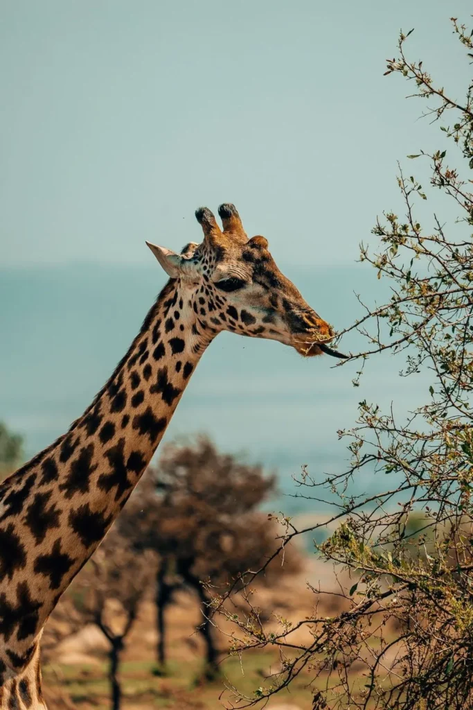 Tanzania Safari Experience