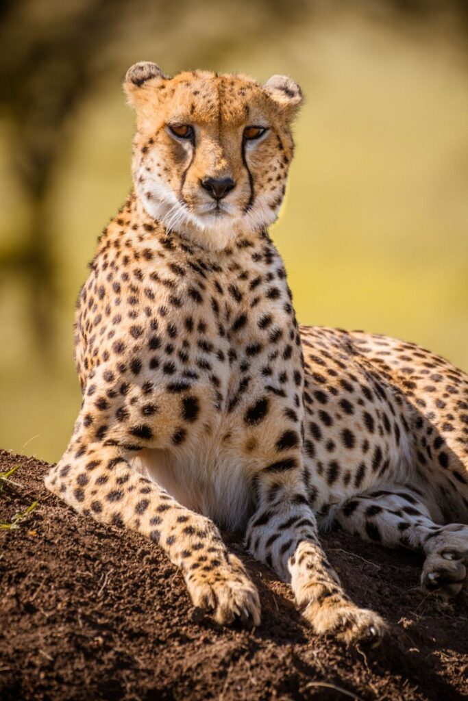 Tanzania Safari Packages