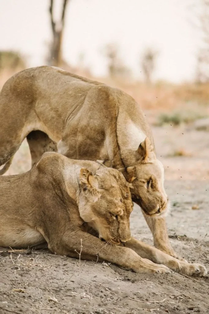 Tanzania Safari Tours