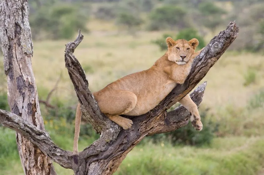 Tanzania Safari Tours