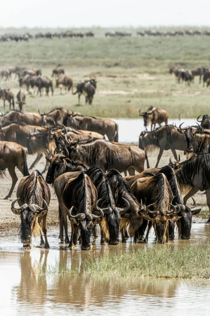 Tanzania Safari Tours