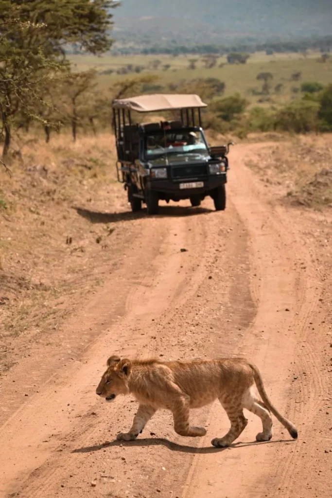 Tanzania Wildlife Safari