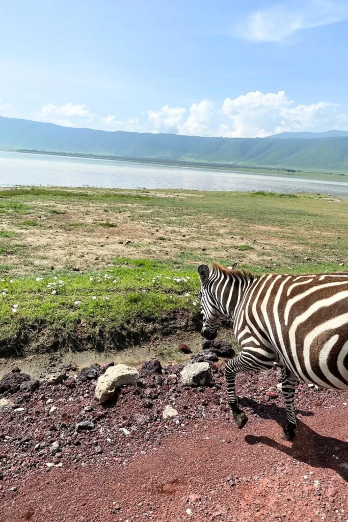 Tanzania Safari in Budget