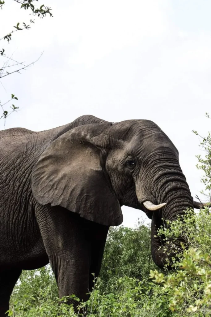 Tanzania Safaris Tours