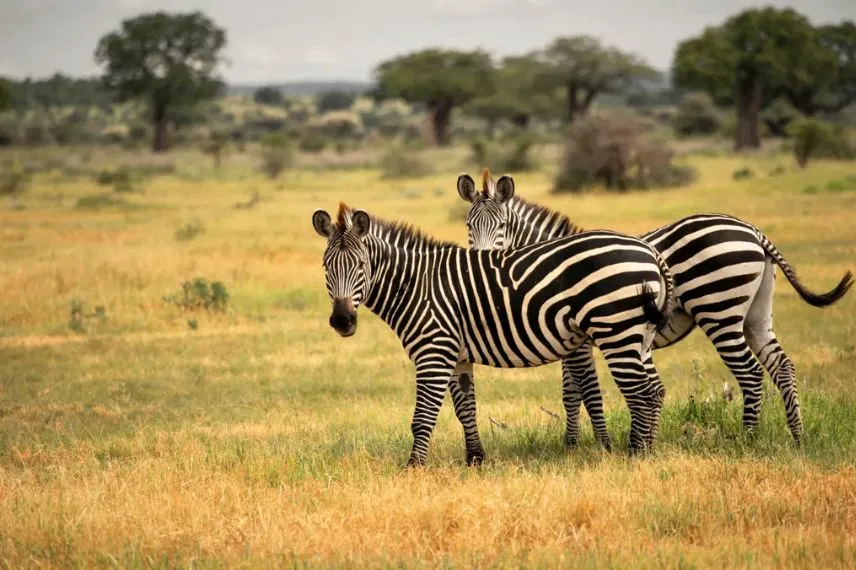 Tanzania Southern Safaris