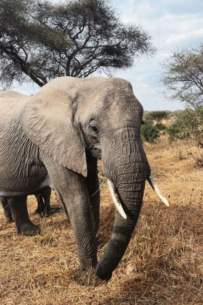 Tanzania Travel