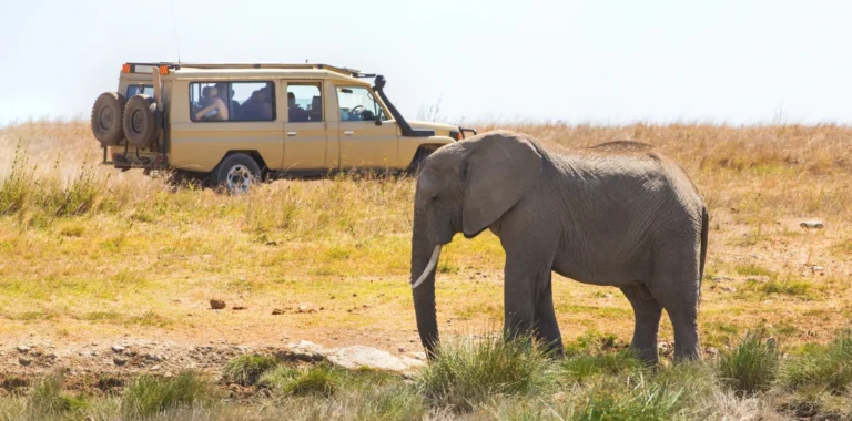 How to Experience Tanzania’s Wildlife Like a Local Traveler