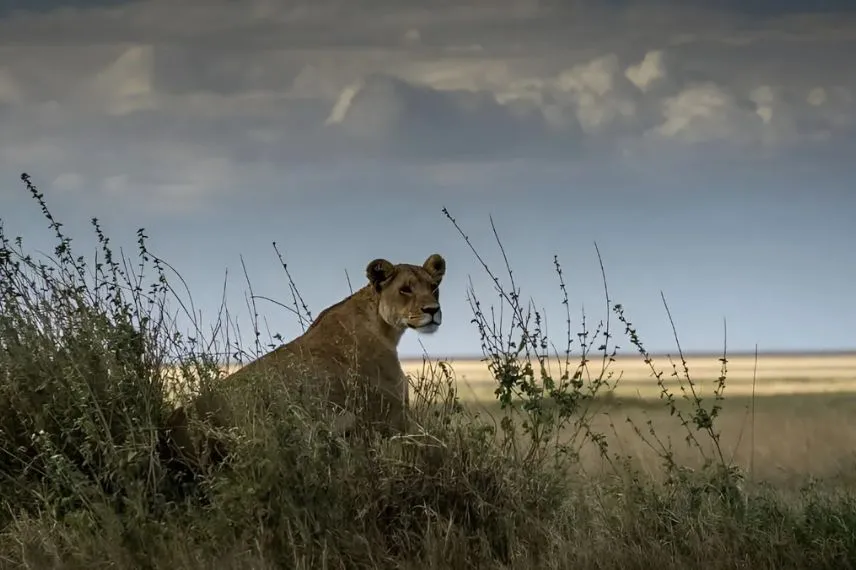 Tanzania Wildlife Experience