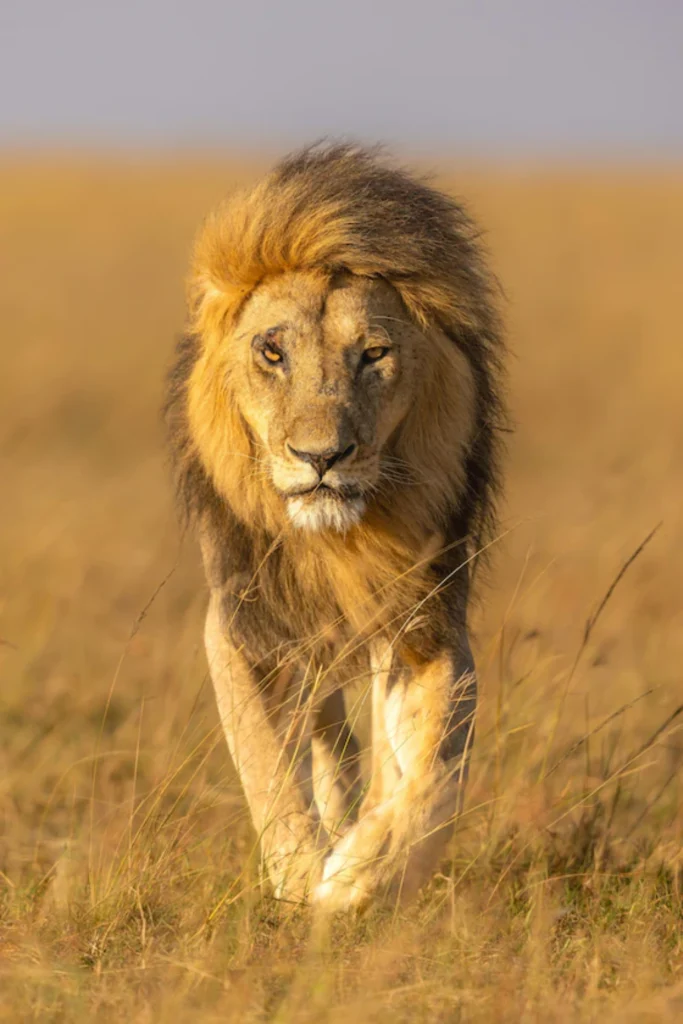 Tanzania Wildlife Experience