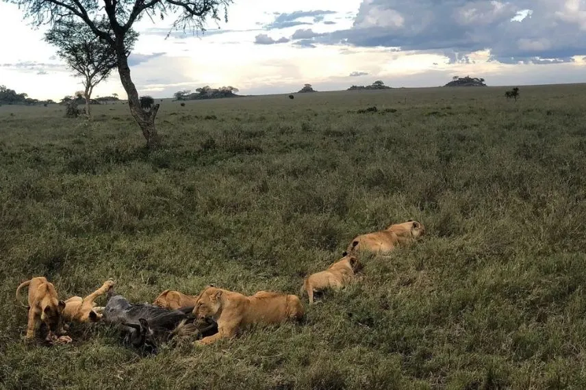 Tanzania Wildlife Safari