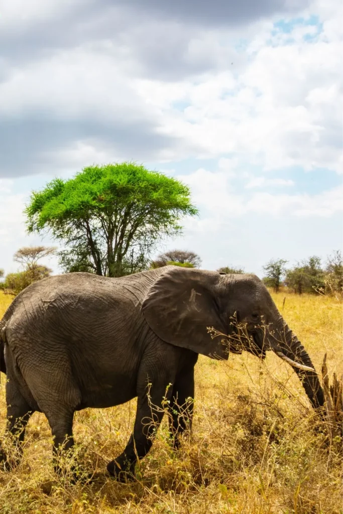 Tarangire Elephant Safari