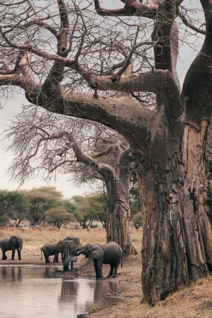 Tarangire Safari