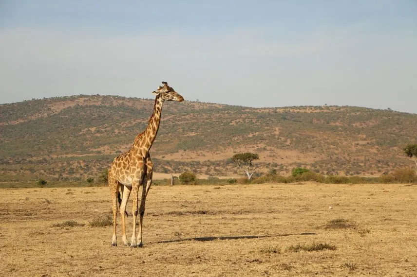 Serengeti Safaris