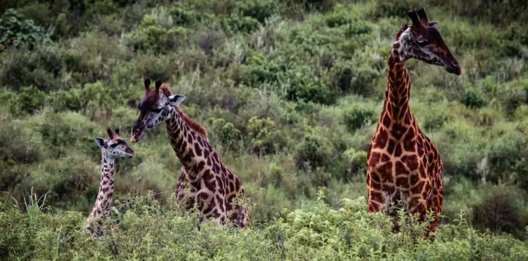 10 Popular Things to Do in Arusha Before & After Your Safari