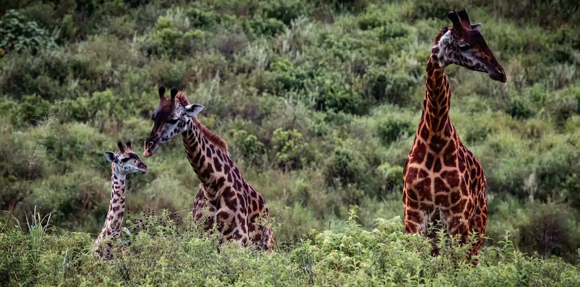 Things to Do In Arusha
