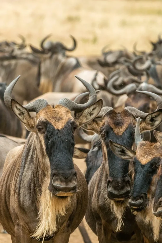 Wildebeest Migration Safari