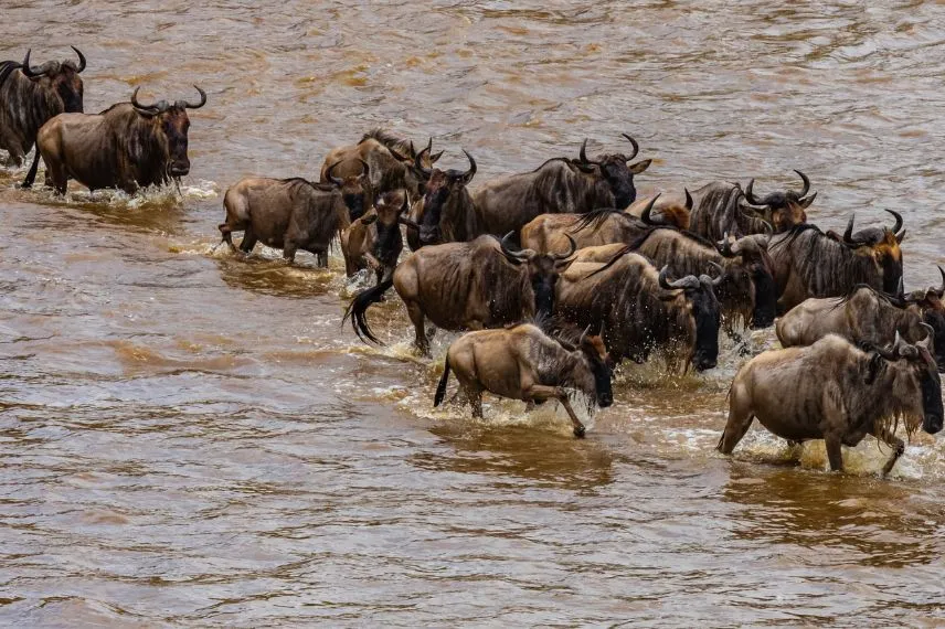 Wildebeest River Crossings